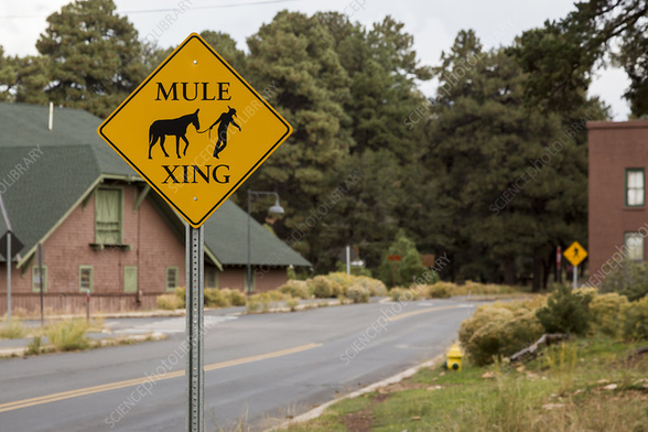 A "Mule Xing" sign in a rural area